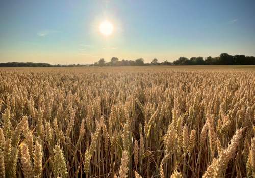 barley field