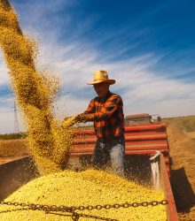 Senior farmer in tractor trailer supervises the soybean harvest.