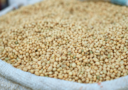 soybean